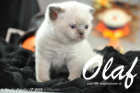 Olaf ist 4 Wochen alt geworden (17.10.2015)