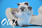 Olaf ist bereits 6 Wochen alt geworden ( 01.11.2015 )