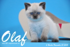 Olaf ist bereits 6 Wochen alt geworden ( 01.11.2015 )