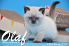 Olaf ist bereits 6 Wochen alt geworden ( 01.11.2015 )