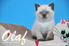 Olaf ist bereits 6 Wochen alt geworden ( 01.11.2015 )
