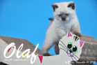 Olaf ist bereits 6 Wochen alt geworden ( 01.11.2015 )