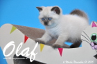 Olaf ist bereits 6 Wochen alt geworden ( 01.11.2015 )