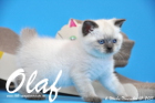 Olaf ist bereits 6 Wochen alt geworden ( 01.11.2015 )