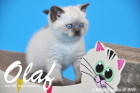 Olaf ist bereits 6 Wochen alt geworden ( 01.11.2015 )