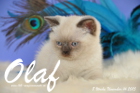 Olaf ist 8 Wochen alt geworden (14.11.2015)