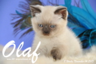 Olaf ist 8 Wochen alt geworden (14.11.2015)