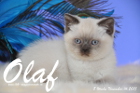 Olaf ist 8 Wochen alt geworden (14.11.2015)