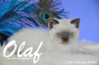 Olaf ist 8 Wochen alt geworden (14.11.2015)
