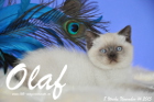 Olaf ist 8 Wochen alt geworden (14.11.2015)