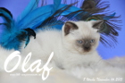 Olaf ist 8 Wochen alt geworden (14.11.2015)