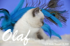 Olaf ist 8 Wochen alt geworden (14.11.2015)
