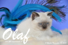 Olaf ist 8 Wochen alt geworden (14.11.2015)