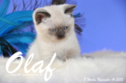 Olaf ist 8 Wochen alt geworden (14.11.2015)