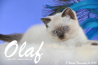 Olaf ist 8 Wochen alt geworden (14.11.2015)
