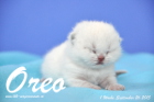 Oreo ist 1 Woche alt geworden (26.09.2015)