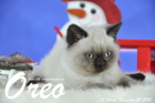Oreo ist 10 Wochen alt geworden ( 28.11.2015 )
