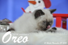 Oreo ist 10 Wochen alt geworden ( 28.11.2015 )