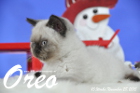 Oreo ist 10 Wochen alt geworden ( 28.11.2015 )