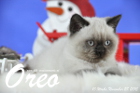 Oreo ist 10 Wochen alt geworden ( 28.11.2015 )