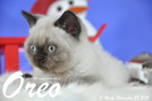 Oreo ist 10 Wochen alt geworden ( 28.11.2015 )