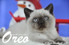 Oreo ist 10 Wochen alt geworden ( 28.11.2015 )