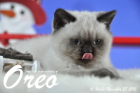 Oreo ist 10 Wochen alt geworden ( 28.11.2015 )