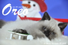 Oreo ist 10 Wochen alt geworden ( 28.11.2015 )