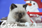 Oreo ist 10 Wochen alt geworden ( 28.11.2015 )