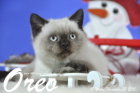 Oreo ist 10 Wochen alt geworden ( 28.11.2015 )
