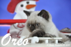 Oreo ist 10 Wochen alt geworden ( 28.11.2015 )