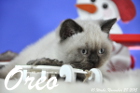 Oreo ist 10 Wochen alt geworden ( 28.11.2015 )