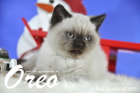Oreo ist 10 Wochen alt geworden ( 28.11.2015 )