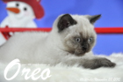Oreo ist 10 Wochen alt geworden ( 28.11.2015 )