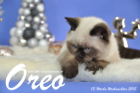 Oreo ist 13 Wochen alt geworden (Weihnachten 2015)