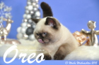 Oreo ist 13 Wochen alt geworden (Weihnachten 2015)