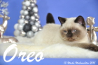Oreo ist 13 Wochen alt geworden (Weihnachten 2015)
