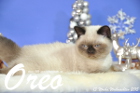 Oreo ist 13 Wochen alt geworden (Weihnachten 2015)