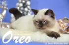 Oreo ist 13 Wochen alt geworden (Weihnachten 2015)