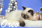 Oreo ist 13 Wochen alt geworden (Weihnachten 2015)