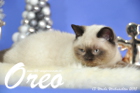 Oreo ist 13 Wochen alt geworden (Weihnachten 2015)