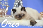 Oreo ist 13 Wochen alt geworden (Weihnachten 2015)