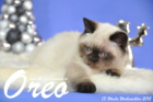 Oreo ist 13 Wochen alt geworden (Weihnachten 2015)