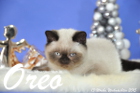 Oreo ist 13 Wochen alt geworden (Weihnachten 2015)