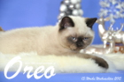 Oreo ist 13 Wochen alt geworden (Weihnachten 2015)