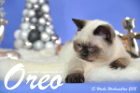 Oreo ist 13 Wochen alt geworden (Weihnachten 2015)