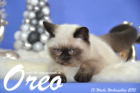 Oreo ist 13 Wochen alt geworden (Weihnachten 2015)