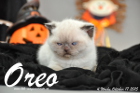 Oreo ist 4 Wochen alt geworden (17.10.2015)