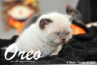 Oreo ist 4 Wochen alt geworden (17.10.2015)