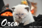 Oreo ist 4 Wochen alt geworden (17.10.2015)